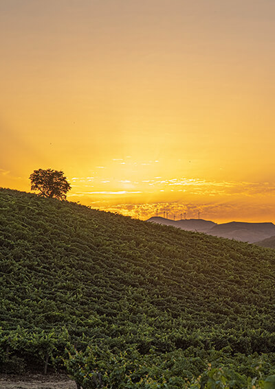 Tramonto sulle colline della tenuta regaleali